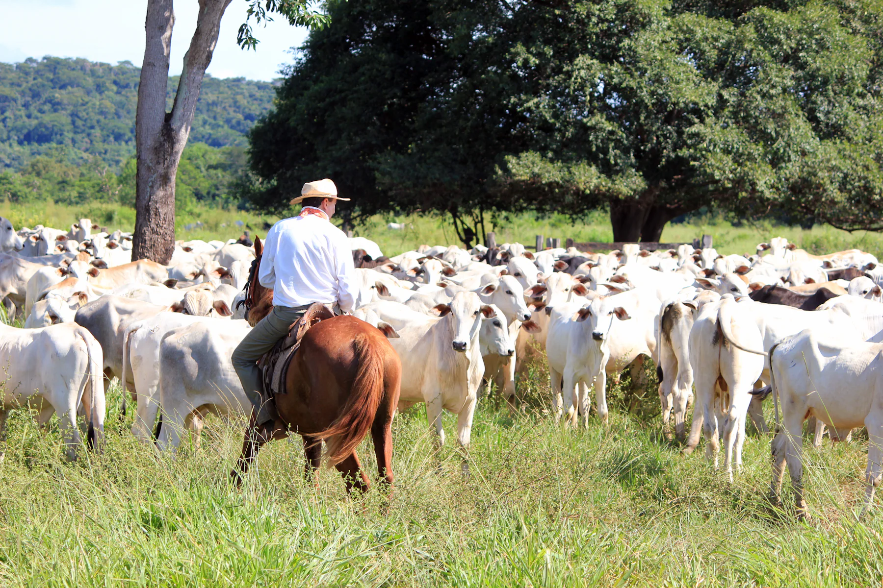 Peão a cavalo conduzindo um rebanho de gado Nelore num pasto